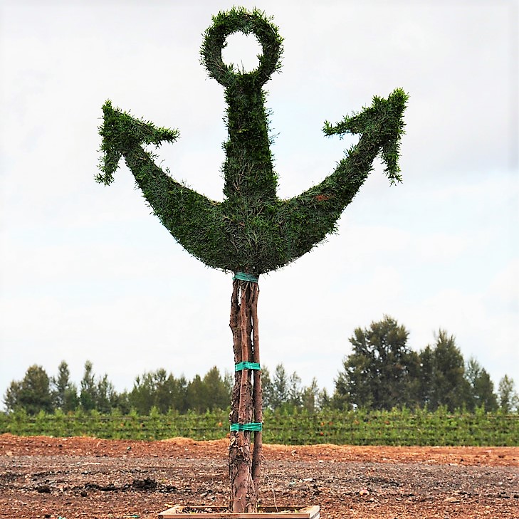 Live Thuja Large Anchor Topiary